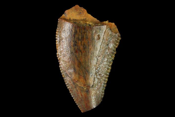 Partial, Raptor Tooth - Real Dinosaur Tooth #158942